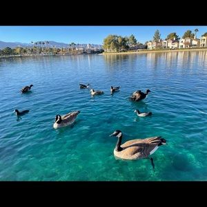 Meet your Posher, Anya